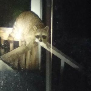 Meet your Posher, Priscilla